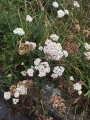 Achillea millefolium
