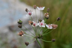 Butomus umbellatus