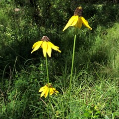 Rudbeckia nitida