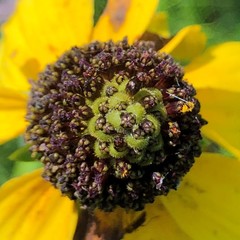 Rudbeckia nitida