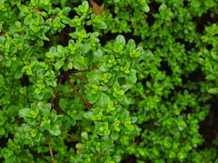 Rhododendron
