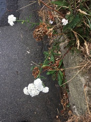 Achillea millefolium