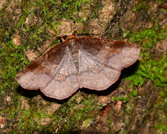 Metarranthis angularia