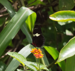 Heliconius doris viridis