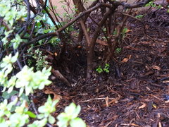 Rhododendron
