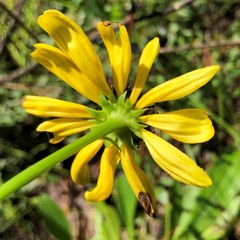 Rudbeckia nitida