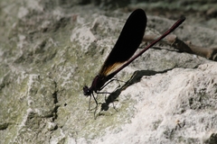 Calopteryx haemorrhoidalis