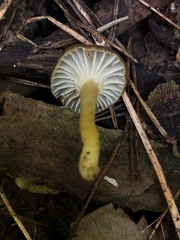Hygrocybe caespitosa