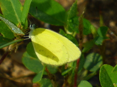 Eurema brigitta brigitta