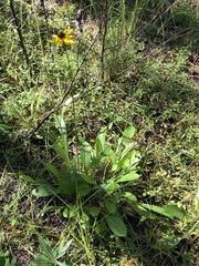 Rudbeckia nitida