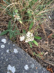 Achillea millefolium