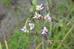 Butomus umbellatus
