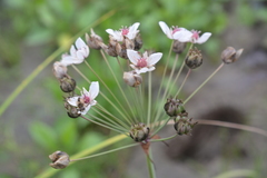 Butomus umbellatus