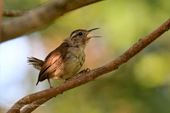 Uropsila leucogastra