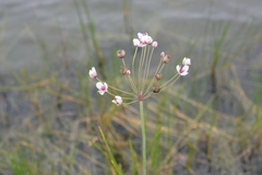 Butomus umbellatus