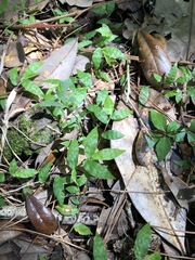 Oplismenus hirtellus setarius