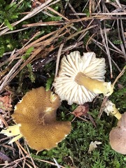 Hygrocybe caespitosa