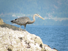 Ardea herodias fannini