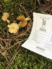 Hygrocybe caespitosa