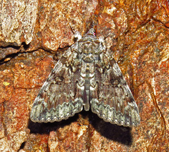 Catocala lacrymosa