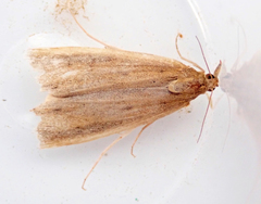 Donacaula forficella