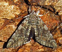 Catocala lacrymosa