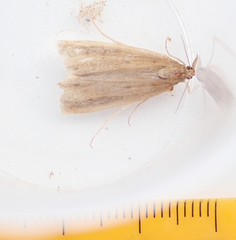 Donacaula forficella