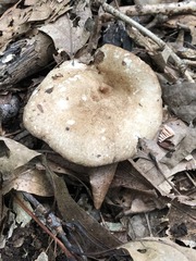 Russula eccentrica