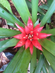 Guzmania lingulata