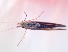 Triaenodes bicolor