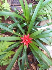Guzmania lingulata
