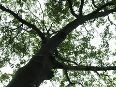 Quercus