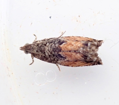 Epinotia nisella