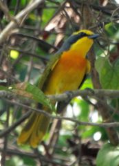 Telophorus sulfureopectus