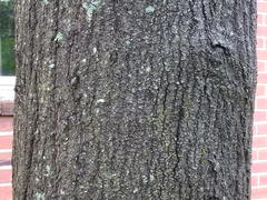 Quercus