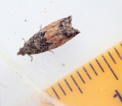 Epinotia nisella