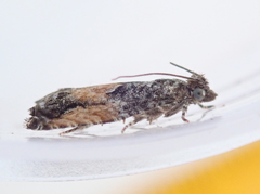 Epinotia nisella
