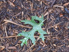 Quercus