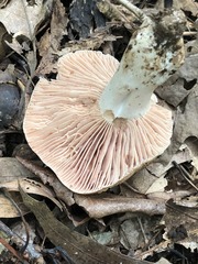Russula eccentrica