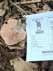Russula eccentrica