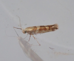 Argyresthia goedartella