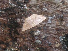 Nadagara xylotrema