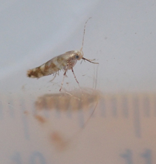 Argyresthia goedartella
