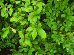 Rhododendron