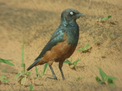 Lamprotornis pulcher