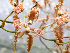 Cyrtochilum methonica