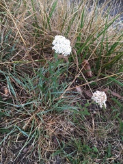 Achillea millefolium