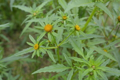 Bidens radiata