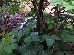Rhododendron