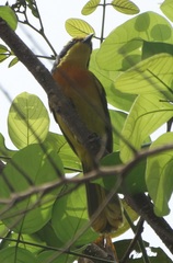 Telophorus sulfureopectus